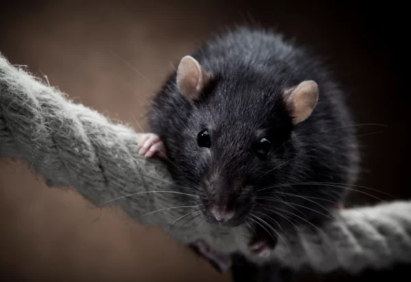 istock_000013025604small_rat-2